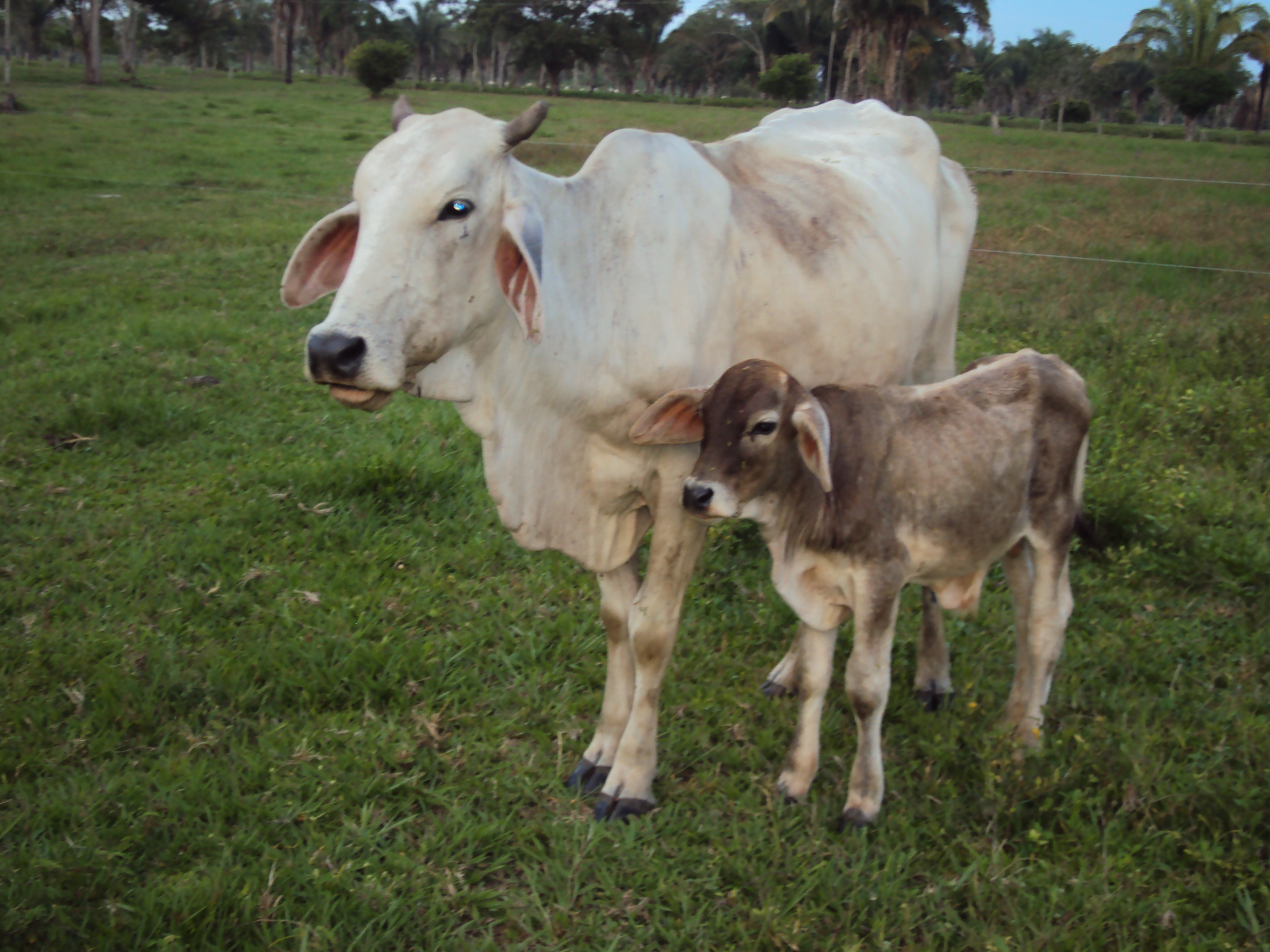 Soñar con vacas ¿Qué número juega? - 7 - noviembre 21, 2022