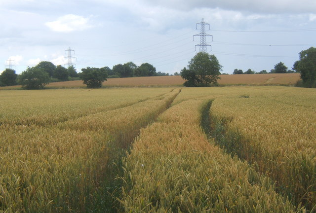 Wheat field, looking north to line of pylons - geograph.org.uk - 888860