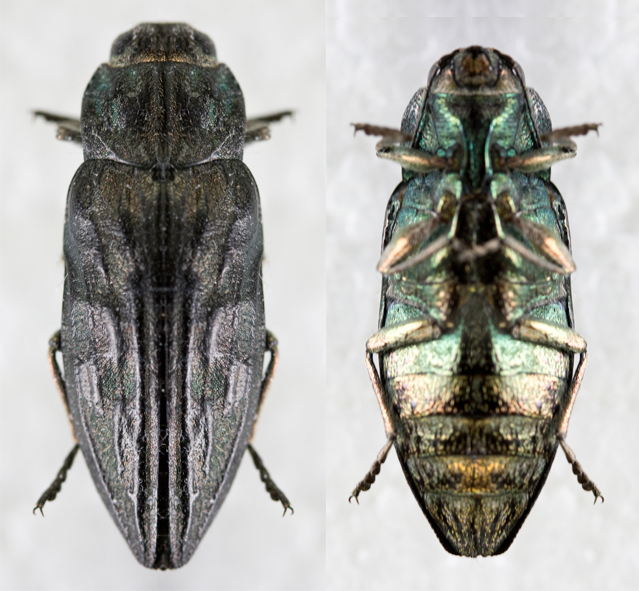 Woodboring beetle - Wikipedia