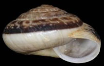 <i>Xeroplexa scabiosula</i> Species of gastropod