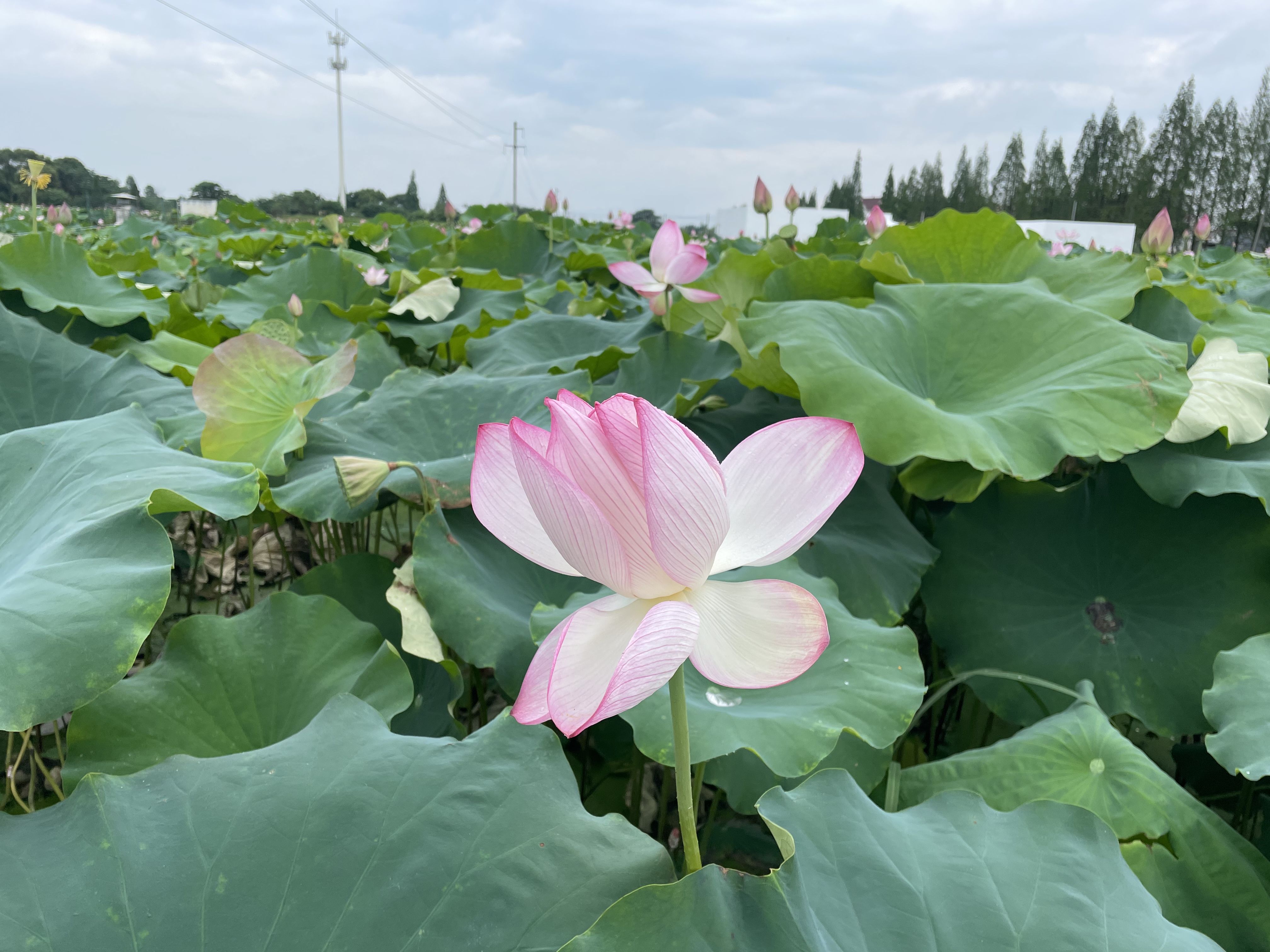 File:常满塘荷花.jpg - Wikimedia Commons