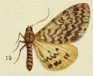 <i>Paramaenas nephelistis</i> Species of moth