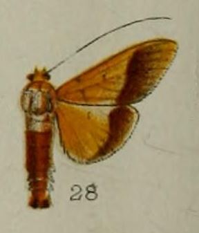 <i>Desmia chryseis</i> Species of moth