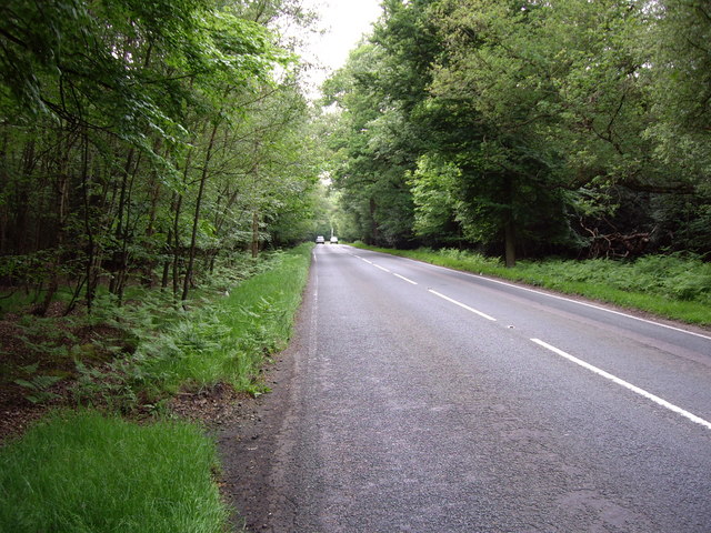 File:A Forest Road - geograph.org.uk - 446250.jpg