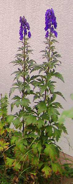 File:Aconitum napellus01.jpg