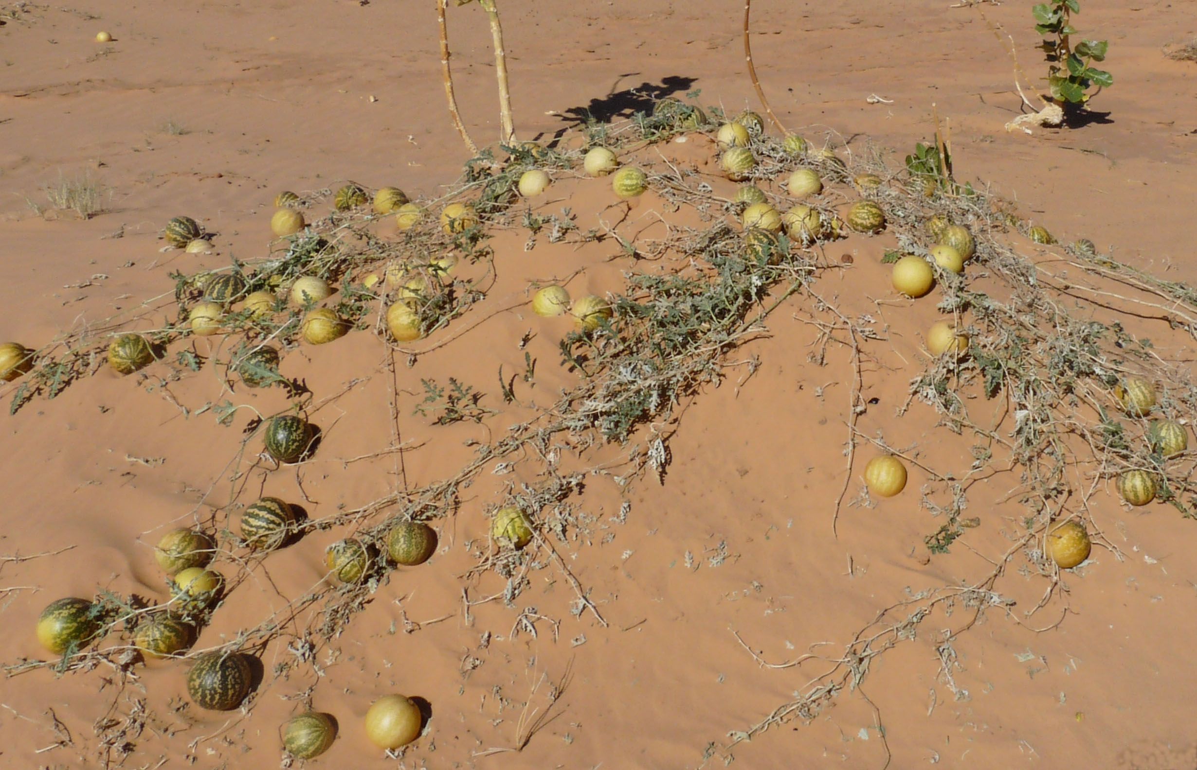 Происхождение дыни. Дикий Арбуз пустыни Калахари. Дикие арбузы в пустыне Калахари. Арбузы в пустыне Калахари. Колоцинт Арбуз.