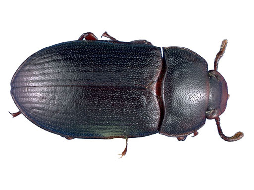 File:Alphitobius-laevigatus.jpg