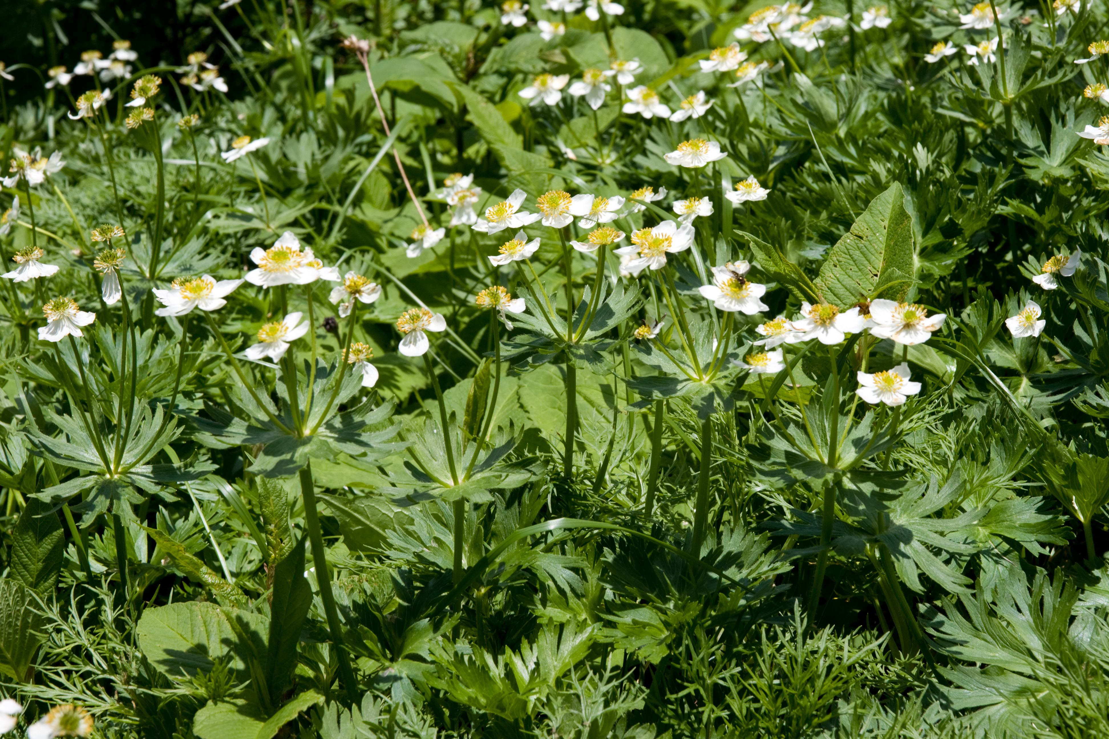 File:Anemone narcissiflora 12.jpg - Wikimedia Commons