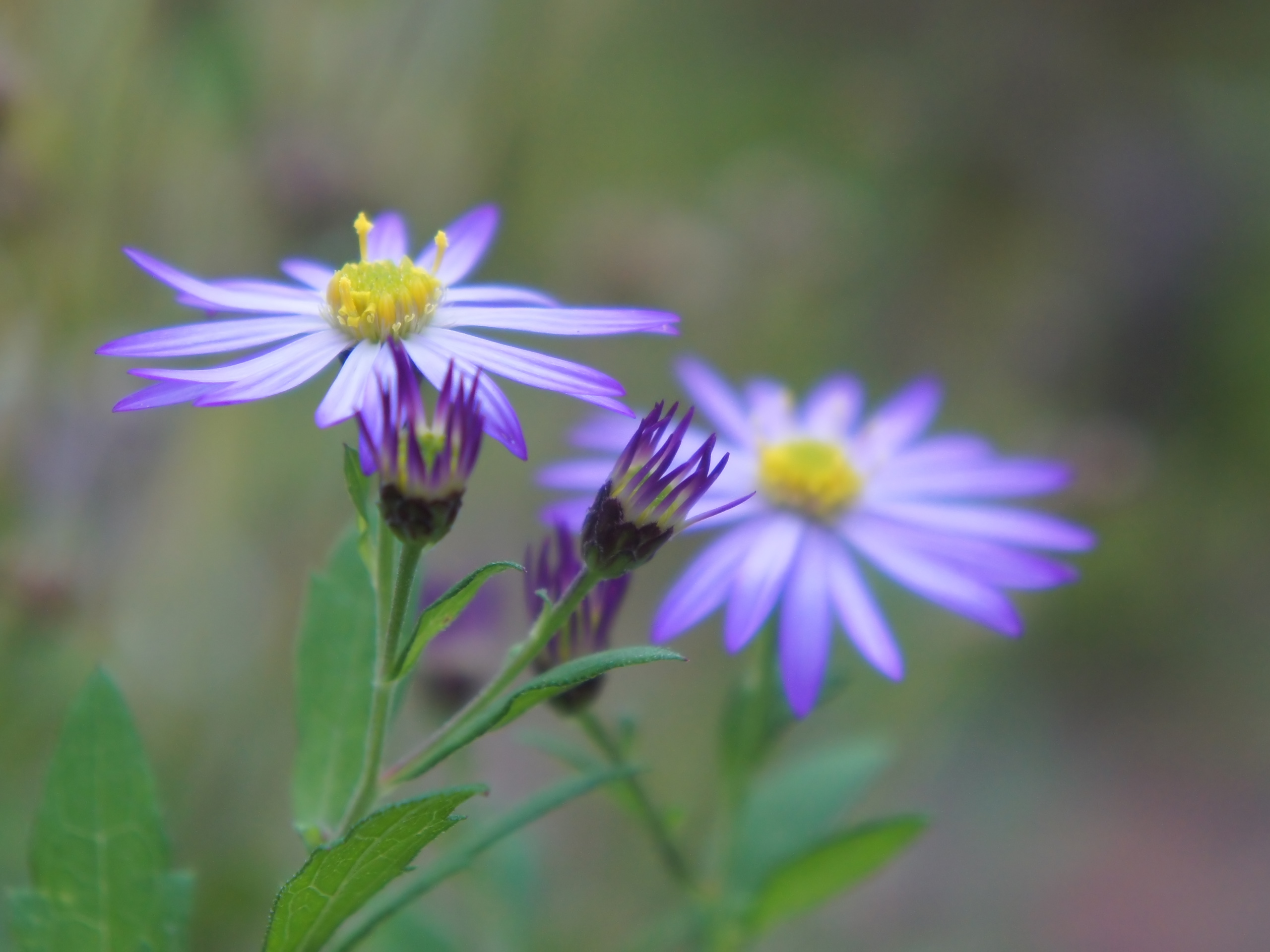 File Aster Tataricus At Tasha S Artistic Garden In Japan 紫 ターシャの庭にて 花フェスタ記念公園 Jpg Wikimedia Commons