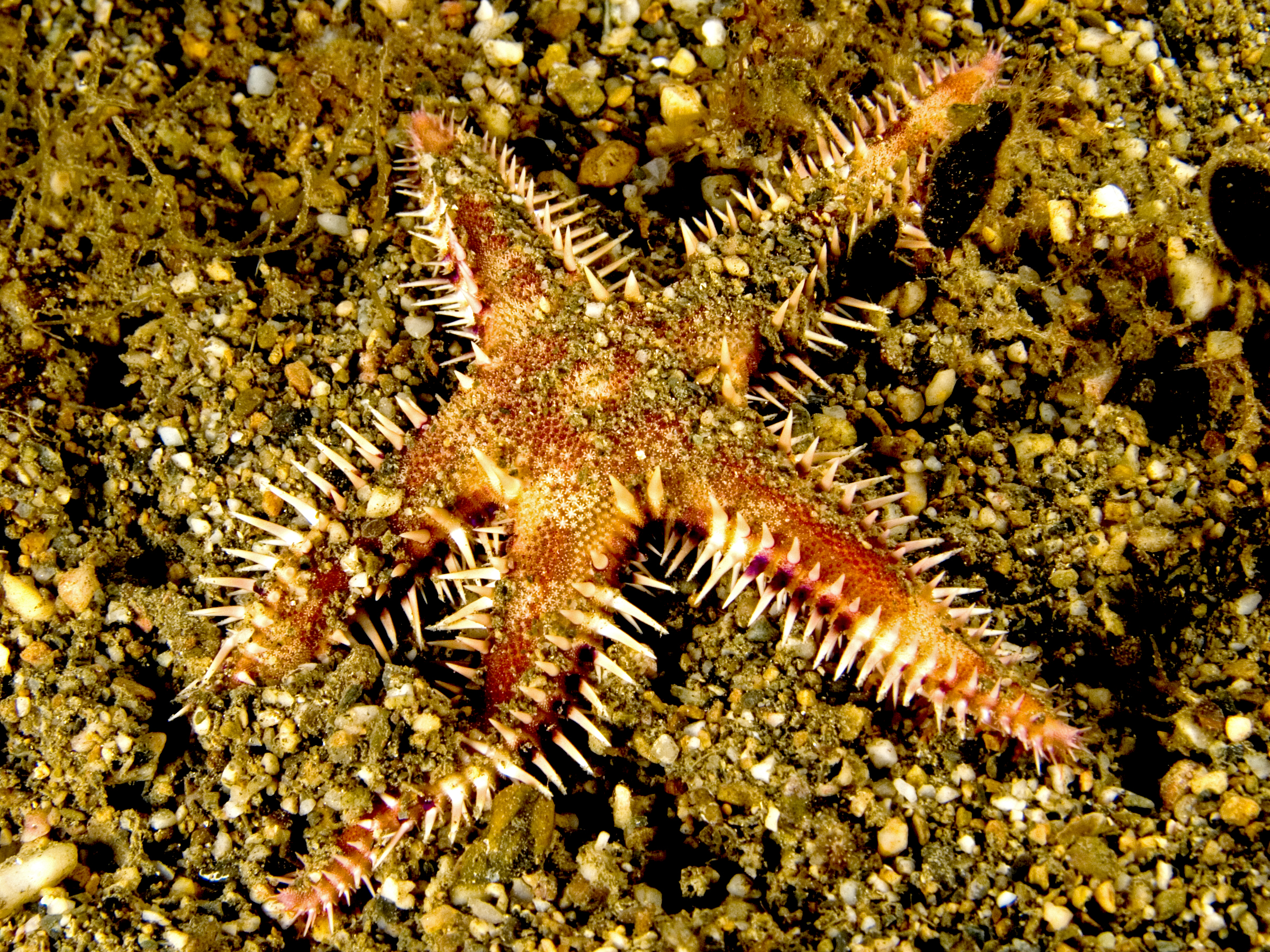 Common starfish - Wikipedia