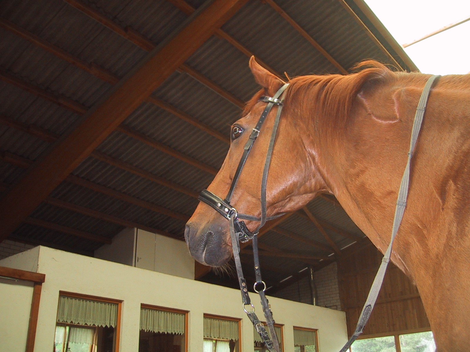 Bosals: Rawhide, With & Without Headstall, Reins, More