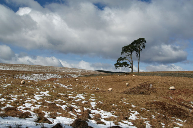 File:Brierhill Sike - geograph.org.uk - 734842.jpg