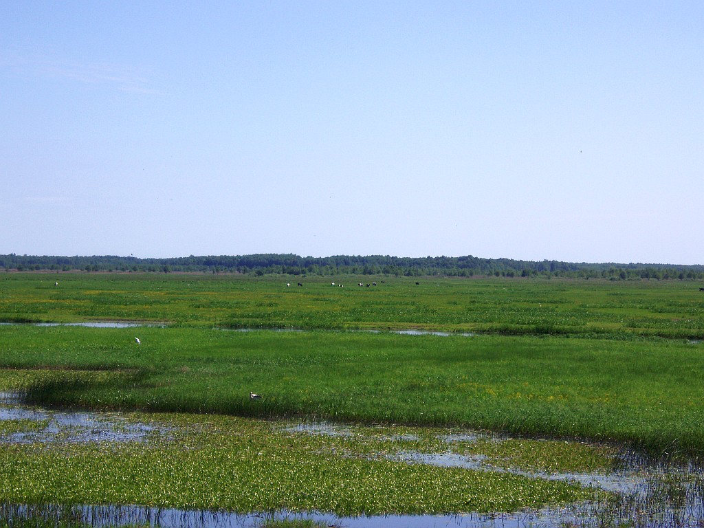 Exploring the Largest Marshes in Central Europe