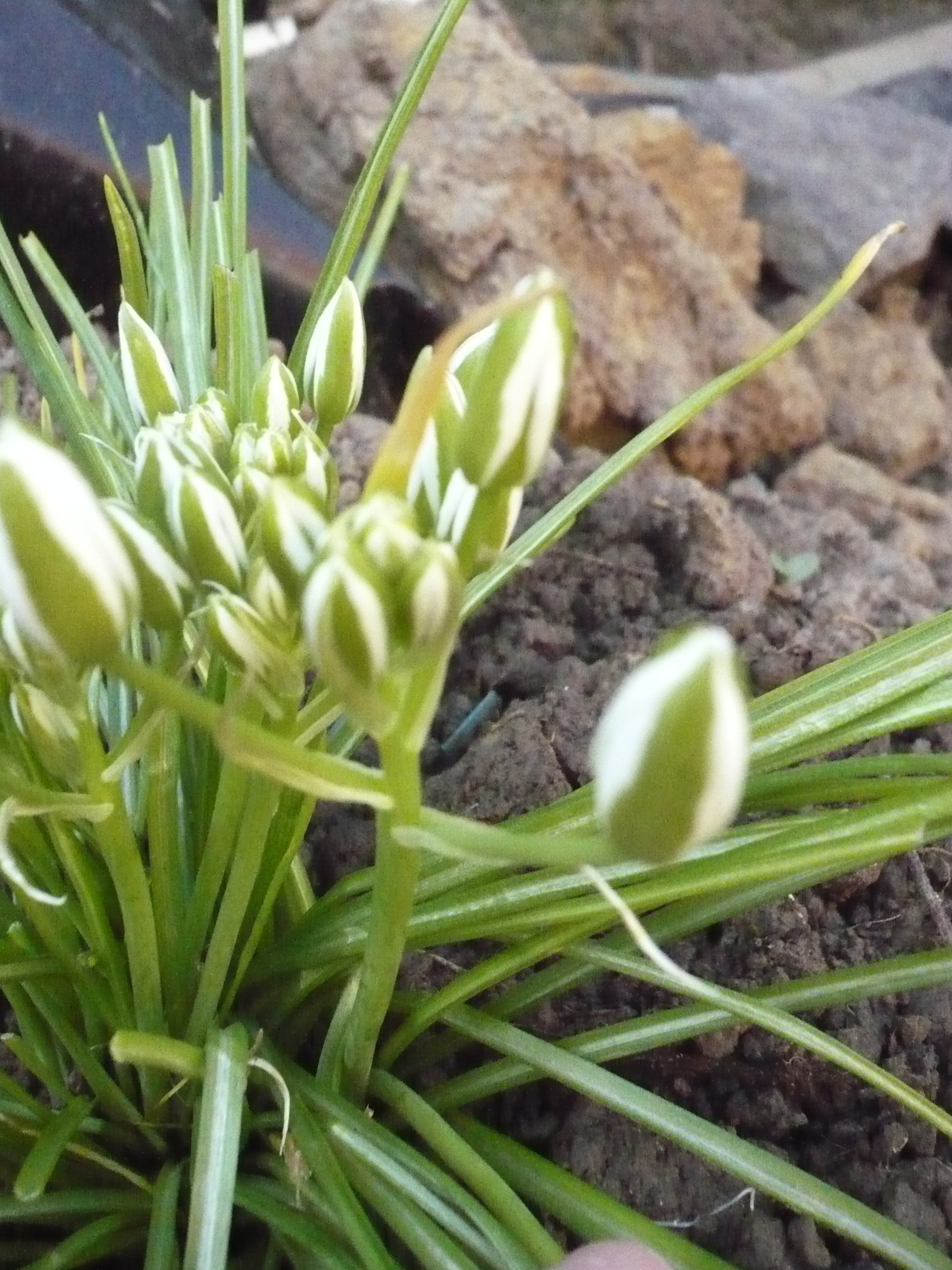 Filebulbe à Fleur Blanche De Ornithogalum Umbellatumjpg