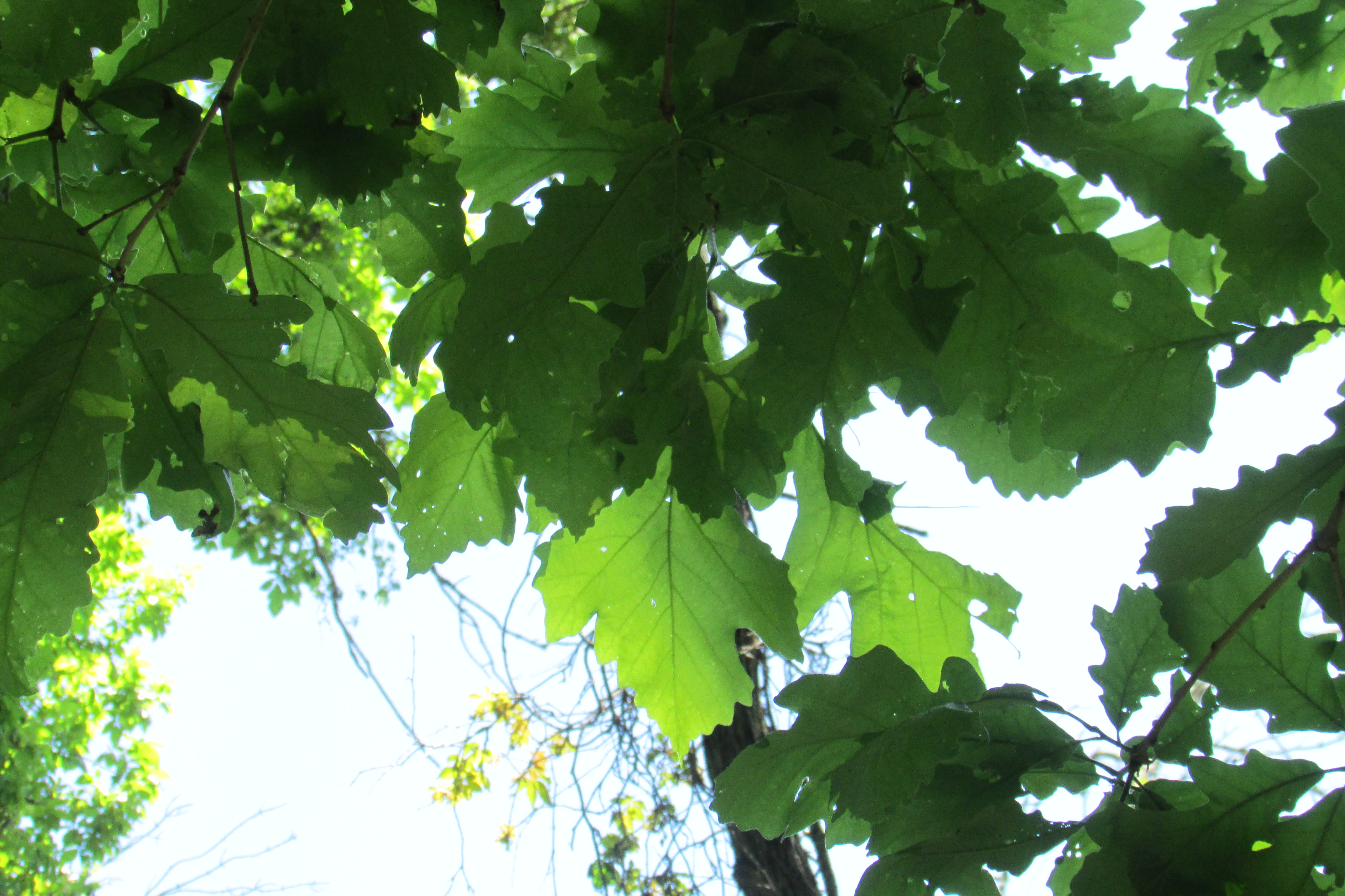 Burr Oak.