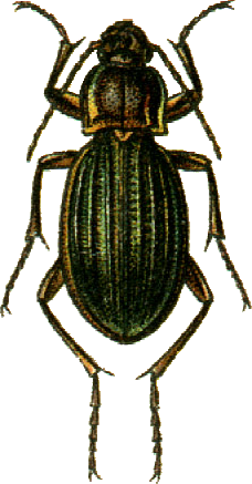 File:Carabus amoenus Jacobson.png