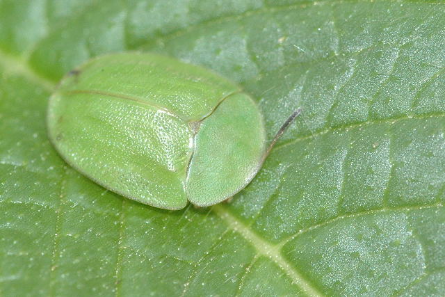 File:Cassida.viridis.jpg