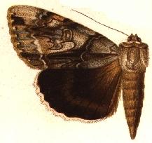 <i>Catocala vidua</i> Species of moth