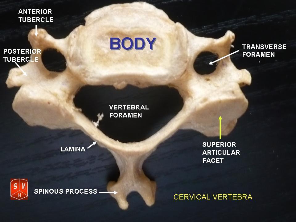 Cervical vertebrae - Wikipedia