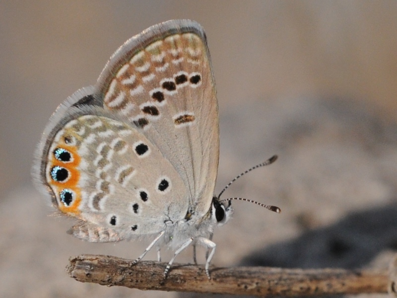 File:Chilades trochylus - Grass Jewel butterfly 02.jpg