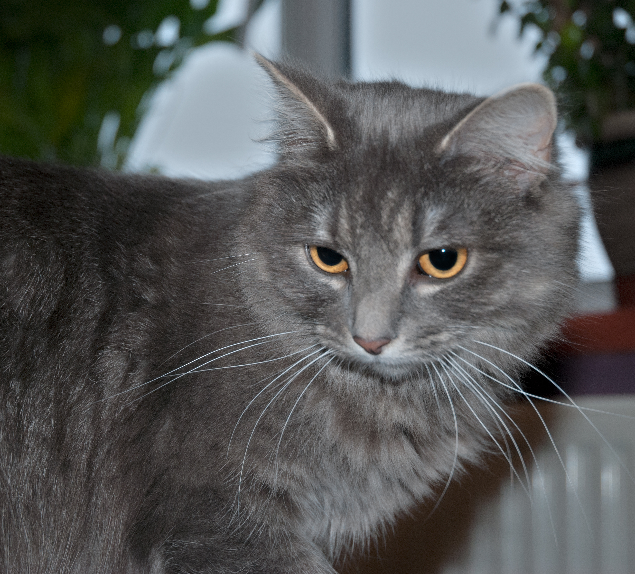 Порода кошек серого окраса. Серый кот порода. Породы кошек серого цвета. Серая кошка порода. Серый окрас кошки.
