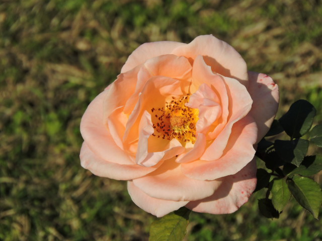 File:Colors and varieties of roses in Zakir Hussain Rose Garden, Chandigarh 07.jpg