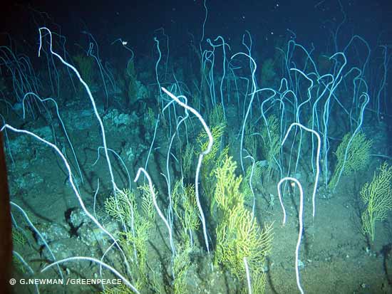 File:Coral GreanPeace Cold water coral.jpg