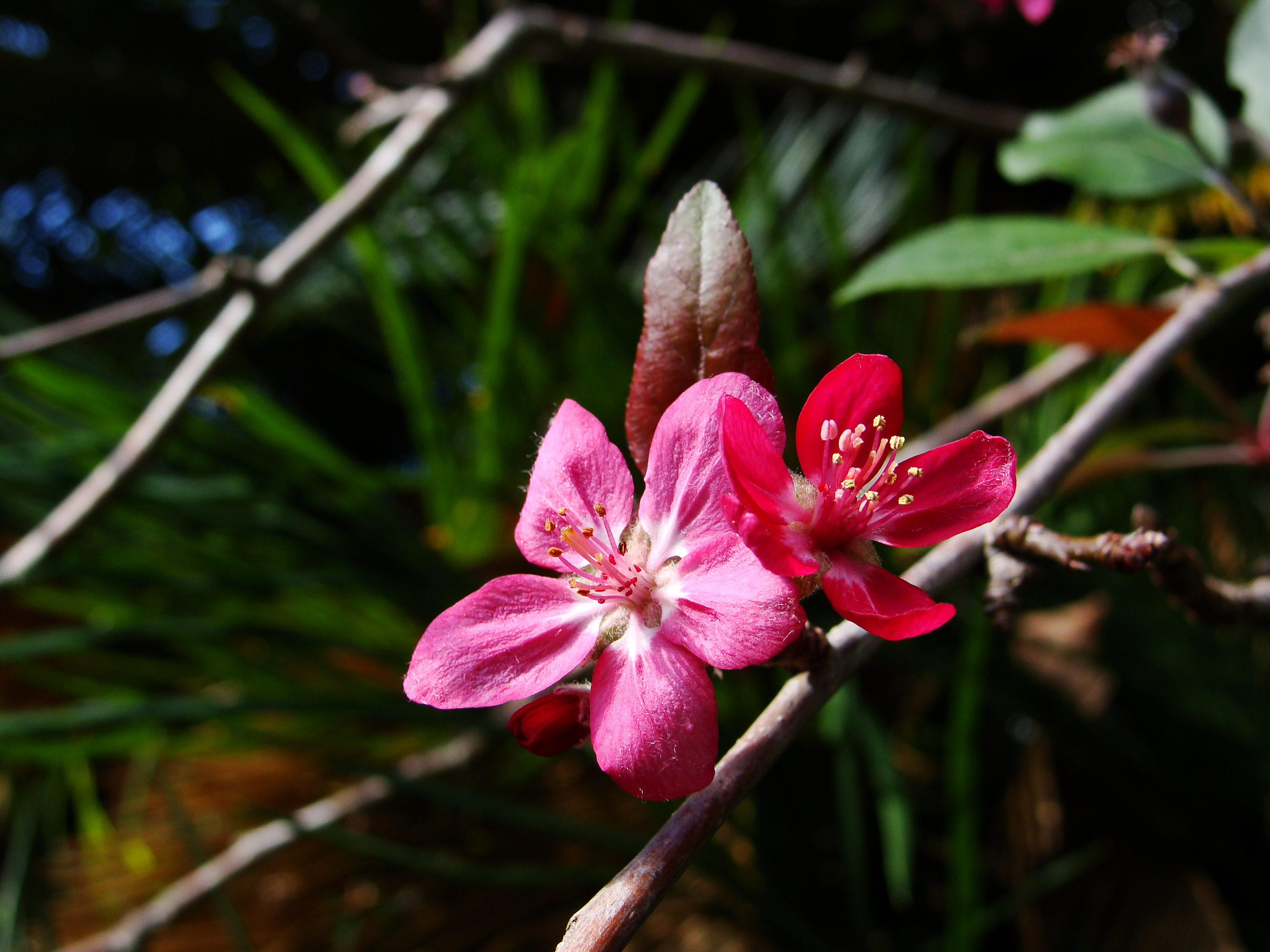 Crab apple blossom. Растение Purple Crab Apple. Рожевий цвіт.