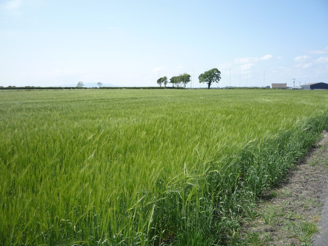 File:Crop field near Newtonholme - geograph.org.uk - 4975302.jpg