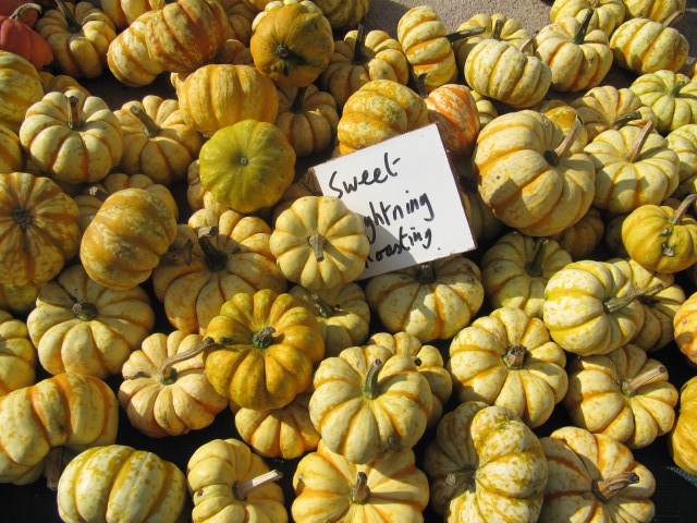 File:Cucurbita pepo mini pumpkin - Sweet Lightning squashes.jpg