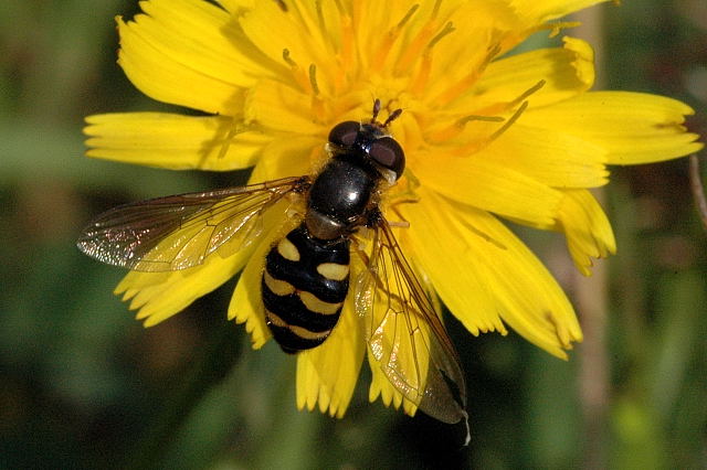 File:Dasysyrphus.venustus.male.jpg