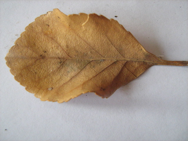 File:Dry leaf on paper.jpg