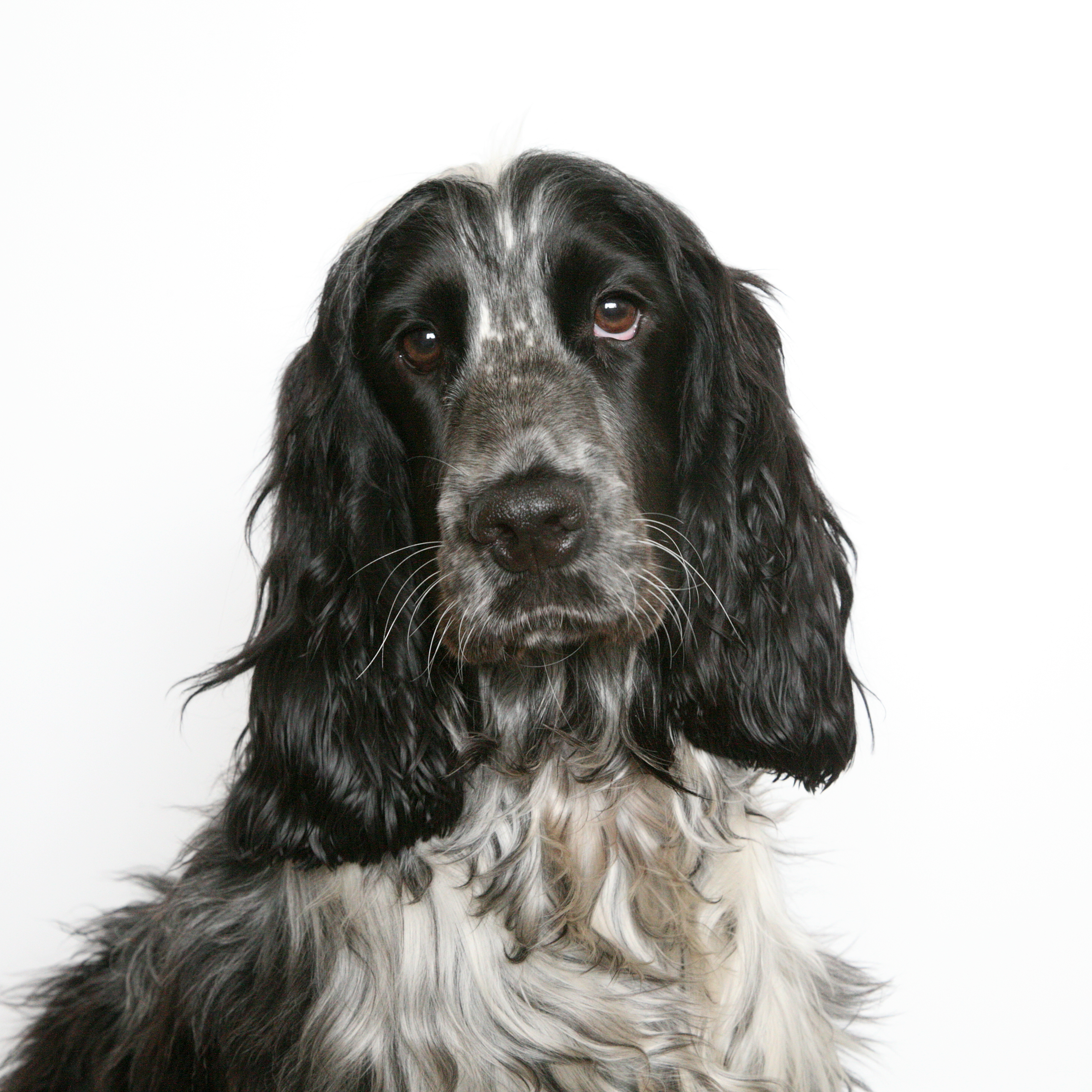 English Cocker Spaniel - Wikipedia