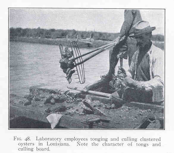 File:FMIB 35253 Laboratory employees tonging and cutting clustered waters in Louisiana Note the character of tongs and culling board.jpeg