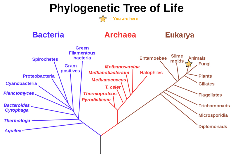 1.2.3 The Diversity of Life - Math & Science - Brain Brooder