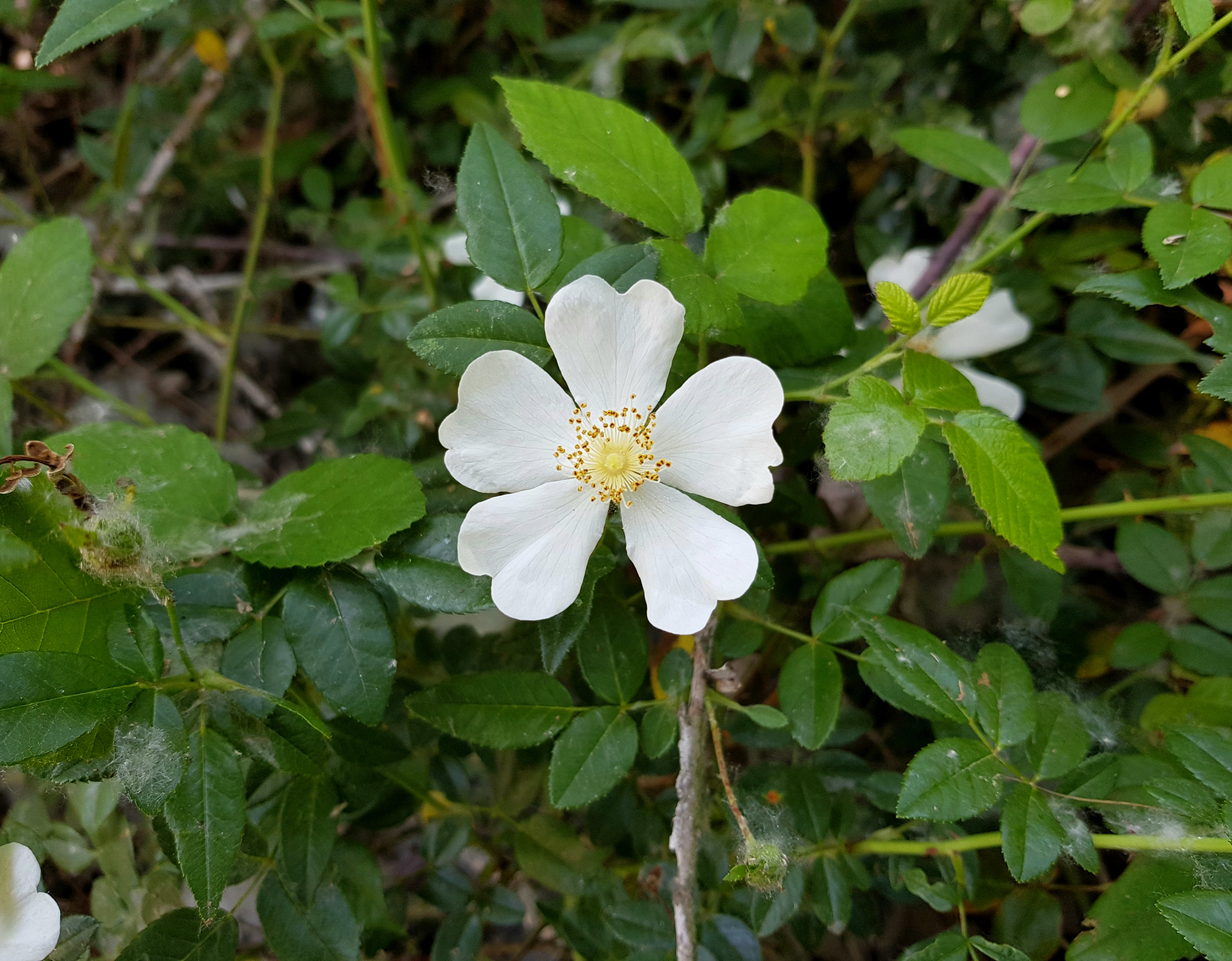 Flor de tila para que sirve