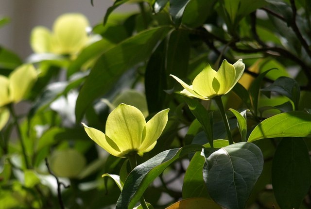 File:Flowers on tree at Greenway - geograph.org.uk - 1355217.jpg