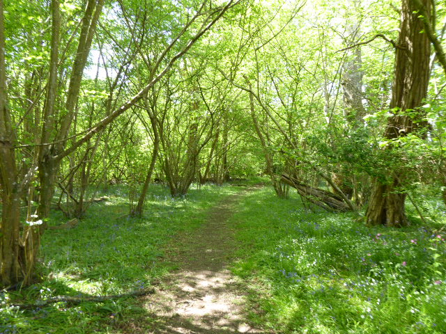 Fyning Moor