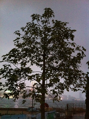 File:HK Admiralty night Tamar Park tree Oct-2012.JPG