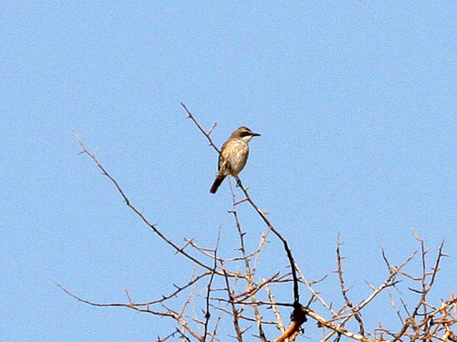 Herero Chat (Namibornis herero)