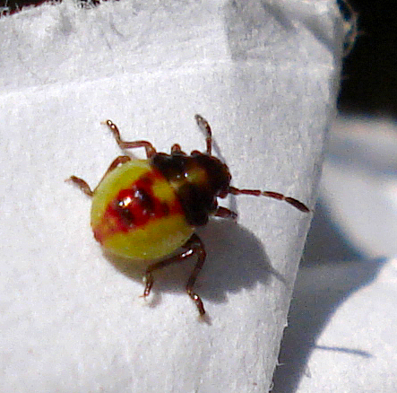 Heteroptera- Elasmostethus interstinctus (2699119521).jpg