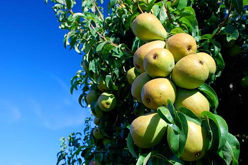 File:Hood River Valley Pears (Hood River County, Oregon scenic images) (hooDA0090).jpg