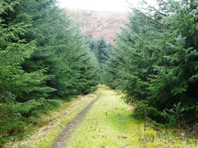 In Mynydd Du Forest - geograph.org.uk - 705451