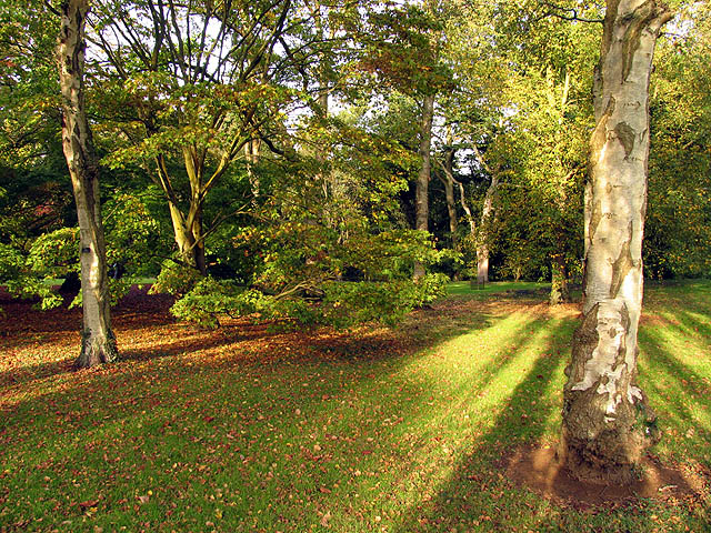 File:Inside the Shop Window at Westonbirt - geograph.org.uk - 69644.jpg