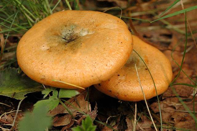 File:Lactarius deterrimus - Lindsey 3a.jpg