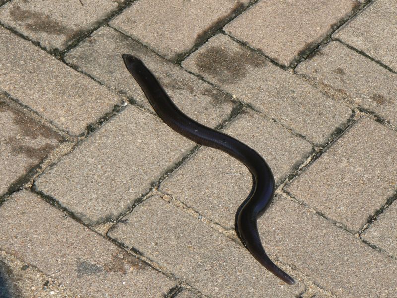 File:Large legless skink, Acontias plumbeus, on drive.jpg