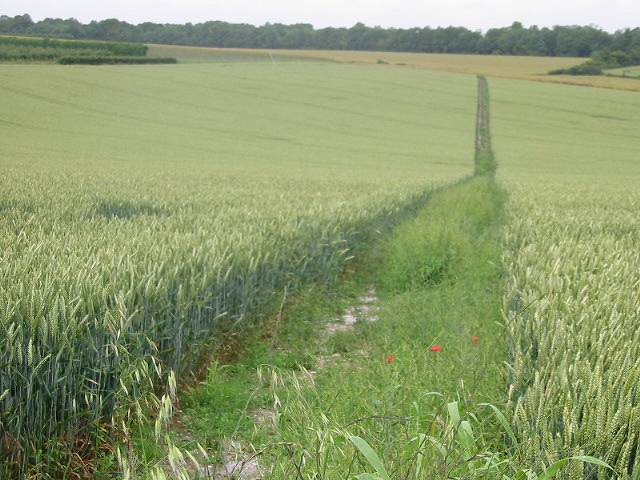 File:Looking W along bridleway off Shepherds Close Road - geograph.org.uk - 477051.jpg