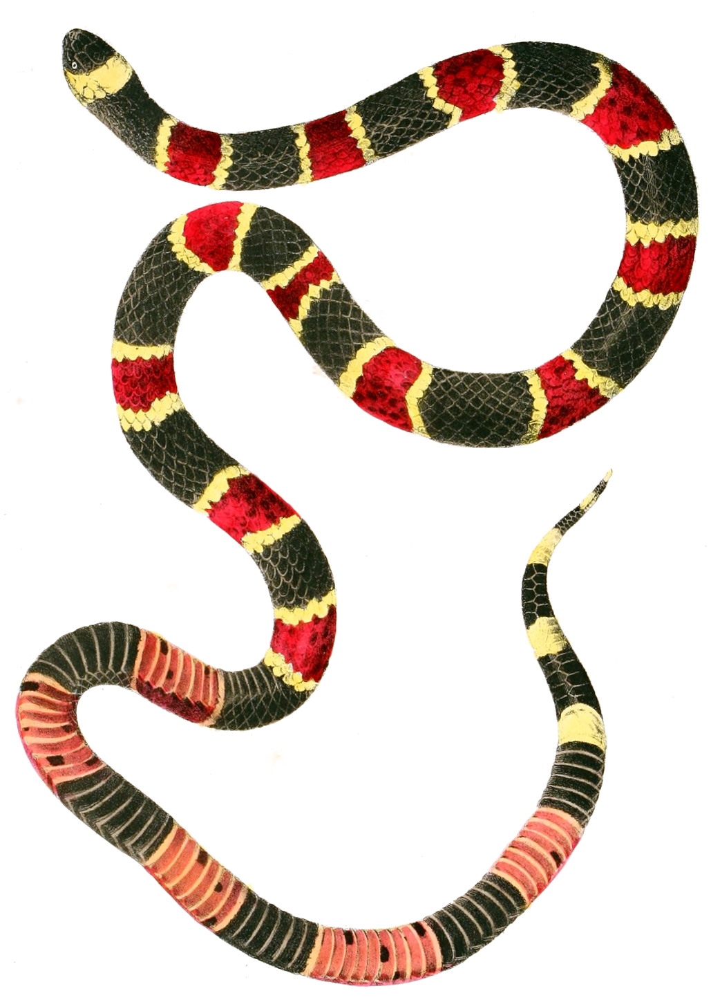 Serpente Tricolor