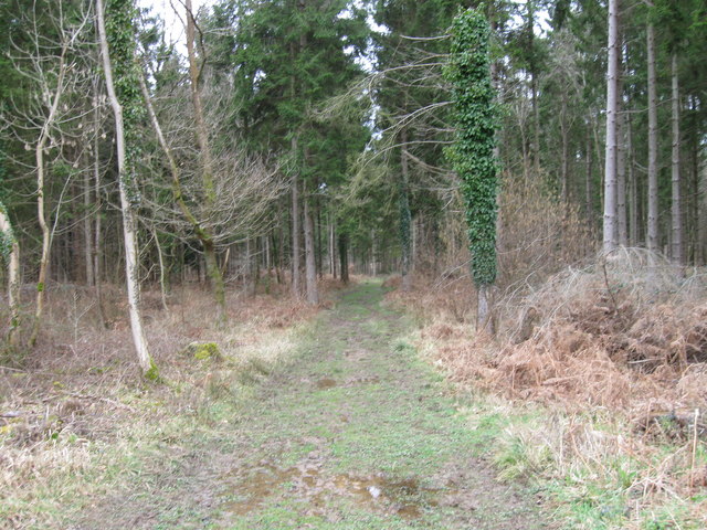 Monarch's Way, Ampfield Wood - geograph.org.uk - 1780244