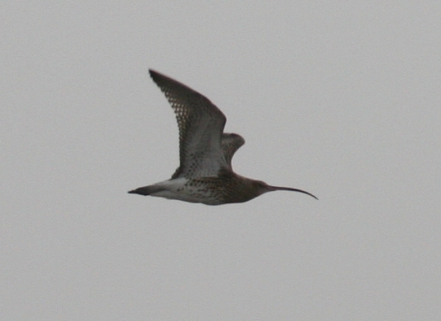 File:Numenius arquata flying.jpg